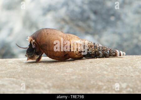 Malaysian tromba lumaca (Melanoides tuberculata), sotto l'acqua su una pietra Foto Stock