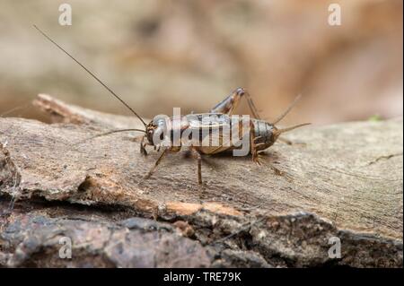 Legno cricket (Nemobius sylvestris), maschio, Germania Foto Stock