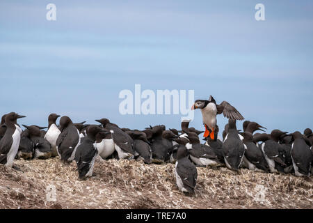 I puffini nel selvaggio Foto Stock