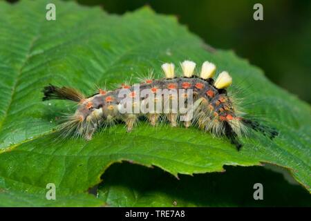 Vaporer tarma vaporer comune, rusty tussock moth (Orgyia antiqua, Orgyia recens), Caterpillar su una foglia, Germania Foto Stock