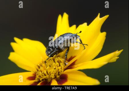 Bianco-rosa macchiato Beetle (Oxythyrea funesta), su un fiore, Germania Foto Stock