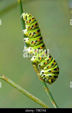 Coda forcuta (Papilio machaon), Caterpillar su uno stelo, Germania Foto Stock