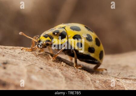 Twentytwo-spot ladybird beetle (Thea vigintiduopunctata, Psyllobora vigintiduopunctata), su una pietra, Germania Foto Stock