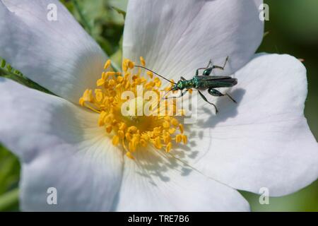 Olio di falsi beetle, spesse zampe coleottero di fiori, gonfi-thighed beetle (Oedemera nobilis), si siede su un fiore, Germania Foto Stock