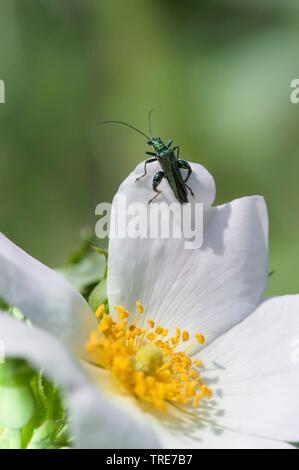 Olio di falsi beetle, spesse zampe coleottero di fiori, gonfi-thighed beetle (Oedemera nobilis), si siede su un fiore, Germania Foto Stock