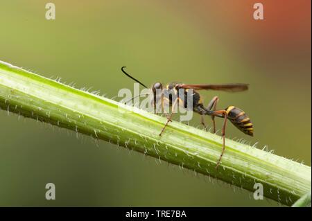 Il fango dauber, fango wasp, Digger wasp (Sceliphron curvatum, Pelopoeus curvatus) su uno stelo, Germania Foto Stock