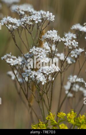 Fastigiate Gypsophila (Gypsophila fastigiata), fioritura, Germania Foto Stock