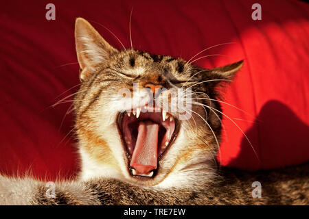 Il gatto domestico, il gatto di casa (Felis silvestris f. catus), sbadigli, Germania Foto Stock