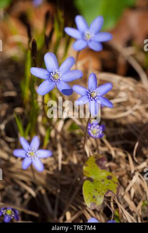 Hepatica liverleaf, American liverwort (Hepatica nobilis, Anemone hepatica), fioritura, Germania Foto Stock