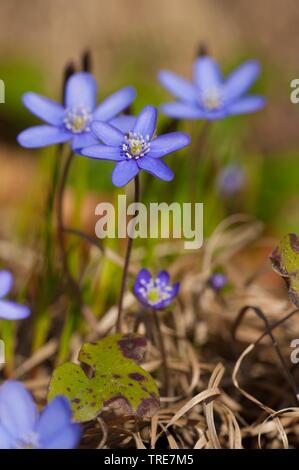 Hepatica liverleaf, American liverwort (Hepatica nobilis, Anemone hepatica), fioritura, Germania Foto Stock