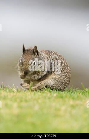 Beechey di scoiattolo di terra, terra Californinan scoiattolo (Spermophilus beecheyi), a grassfield toelettatura, Stati Uniti, California Foto Stock