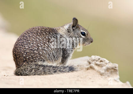Beechey di scoiattolo di terra, terra Californinan scoiattolo (Spermophilus beecheyi), seduti su una parete, Stati Uniti, California Foto Stock