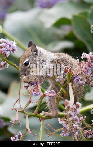Beechey di scoiattolo di terra, terra Californinan scoiattolo (Spermophilus beecheyi), giovani alimentazione su fiori, Stati Uniti, California Foto Stock