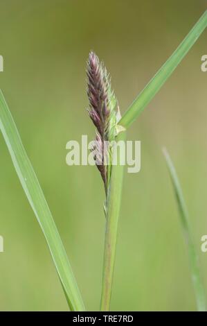 Comune di erba di velluto, Yorkshire-nebbia, creeping velvetgrass (Holcus lanatus), panicle, Germania Foto Stock