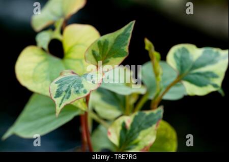 Lucertola cinese di coda, Chameleon impianto, Fishwort, Heartleaf, vap ca (Houttuynia cordata), foglie Foto Stock