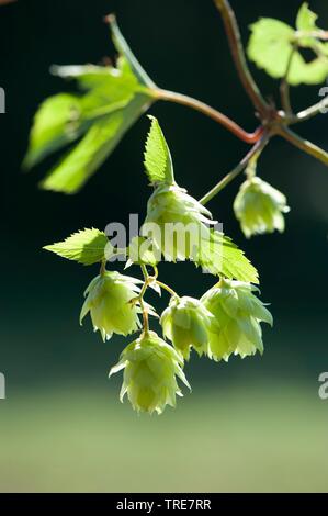 Luppolo (Humulus lupulus), infructescences, Germania Foto Stock