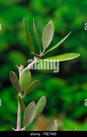 Albero di olivo (Olea europaea), il ramo, Germania Foto Stock