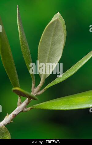 Albero di olivo (Olea europaea), il ramo, Germania Foto Stock