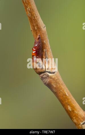 Pioppo nero, balsamo di Galaad, nero pioppi neri americani (Populus nigra), il ramo con le gemme, Germania Foto Stock