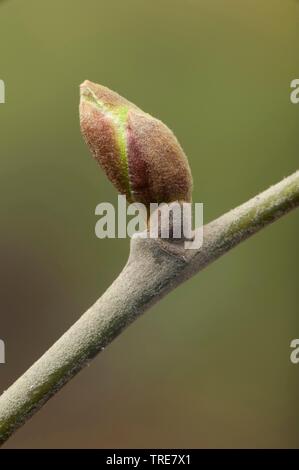 Grandi lasciava in calce, tiglio (Tilia platyphyllos), ramoscello con bud Foto Stock