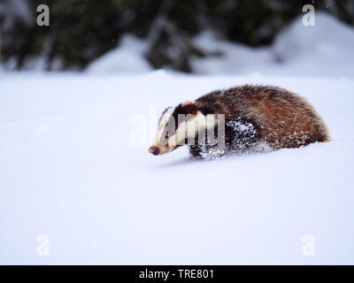 Il vecchio mondo badger, Eurasian badger (Meles meles), passeggiate nella neve, vista laterale, Repubblica Ceca, Sumava National Park Foto Stock