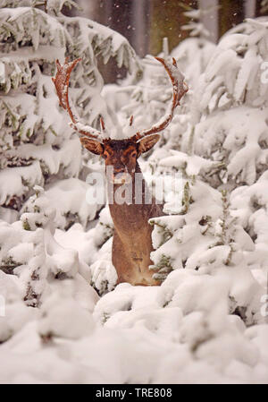 Daini (Dama Dama, Cervus dama), daini feste di addio al celibato in un inverno nevoso foresta, Danimarca, Klampenborg Foto Stock