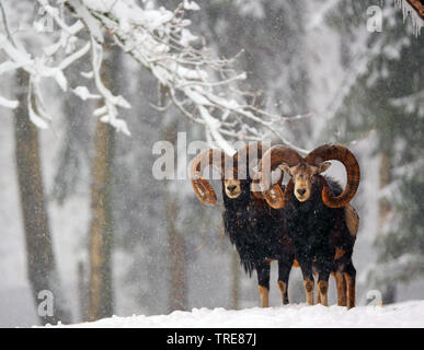 Muflone (Ovis musimon, Ovis gmelini musimon, Ovis orientalis musimon), su una radura nevoso, Germania, Sassonia Foto Stock