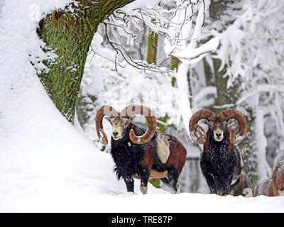 Muflone (Ovis musimon, Ovis gmelini musimon, Ovis orientalis musimon), su una radura nevoso, Germania, Sassonia Foto Stock