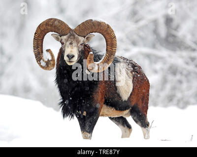 Muflone (Ovis musimon, Ovis gmelini musimon, Ovis orientalis musimon), su una radura nevoso, Germania, Sassonia Foto Stock