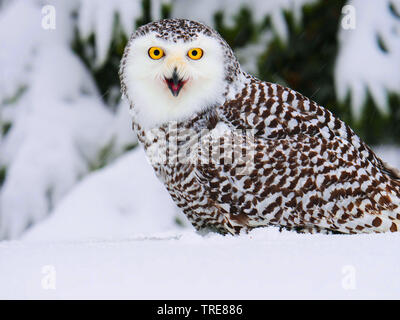 Civetta delle nevi (Strix scandiaca, Nyctea scandiaca, Bubo scandiacus), seduto nella neve, Repubblica Ceca Foto Stock