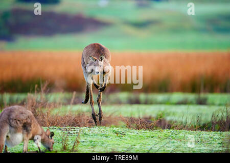 Orientale canguro grigio (Macropus giganteus), maschio jumping, Australia, Victoria, grande Otway National Park Foto Stock
