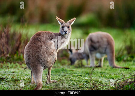 Orientale canguro grigio (Macropus giganteus), maschio, Australia, Victoria, grande Otway National Park Foto Stock