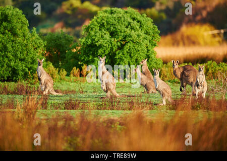 Orientale canguro grigio (Macropus giganteus), gruppo in un prato, Australia, Victoria, grande Otway National Park Foto Stock