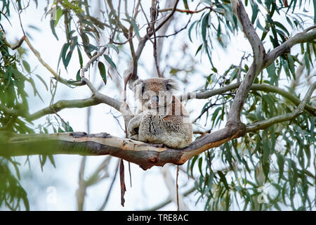 Il koala, koala bear (Phascolarctos cinereus), si siede su un albero di gomma, Australia, Victoria, grande Otway National Park Foto Stock