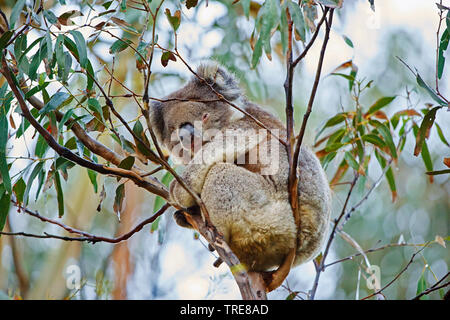 Il koala, koala bear (Phascolarctos cinereus), si siede su un albero di gomma, Australia, Victoria, grande Otway National Park Foto Stock