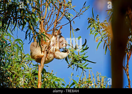 Il koala, koala bear (Phascolarctos cinereus), alimentazione di gomma su foglie di albero, Australia, Victoria Foto Stock