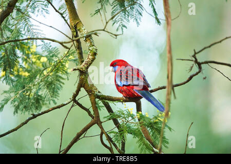 Crimson rosella, Pennant's Rosella (Platycercus elegans), si siede su un ramo di un albero, Australia, Victoria, Dandenong Ranges National Park Foto Stock