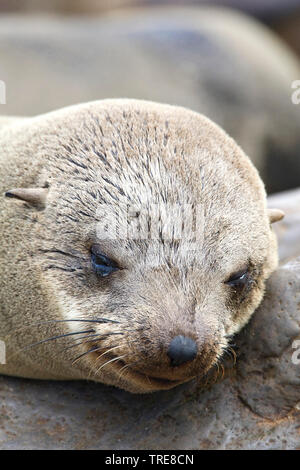 South African pelliccia sigillo, Capo pelliccia sigillo (Arctocephalus pusillus pusillus, Arctocephalus pusillus), femmina a pelo, ritratto, Namibia Foto Stock