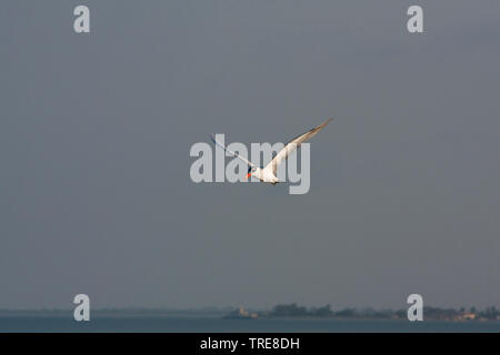 Caspian tern (Hydroprogne caspia, Sterna caspia), in volo, Gambia Foto Stock