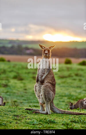 Orientale canguro grigio, grigio orientale canguro, grande grigio Canguro, forester kangaroo (Macropus giganteus), Australia, Victoria, grande Otway National Park Foto Stock