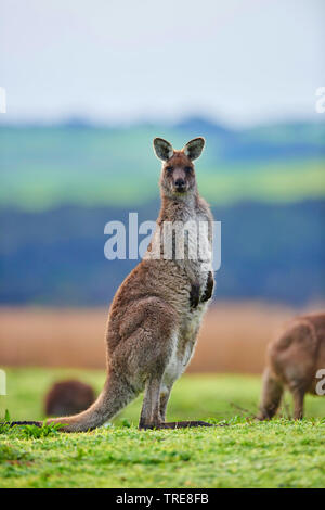 Orientale canguro grigio, grigio orientale canguro, grande grigio Canguro, forester kangaroo (Macropus giganteus), in un prato, Australia, Victoria, grande Otway National Park Foto Stock