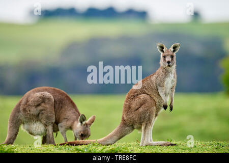 Orientale canguro grigio, grigio orientale canguro, grande grigio Canguro, forester kangaroo (Macropus giganteus), due femmine, Australia, Victoria, grande Otway National Park Foto Stock