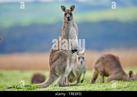 Orientale canguro grigio, grigio orientale canguro, grande grigio Canguro, forester kangaroo (Macropus giganteus), gruppo in un prato, Australia, Victoria, grande Otway National Park Foto Stock