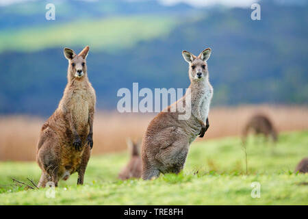 Orientale canguro grigio, grigio orientale canguro, grande grigio Canguro, forester kangaroo (Macropus giganteus), due femmine, Australia, Victoria, grande Otway National Park Foto Stock