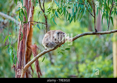 Il koala, koala bear (Phascolarctos cinereus), seduta in una struttura ad albero eucalytus, Australia, Victoria, grande Otway National Park Foto Stock