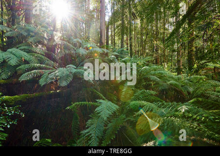Foresta nel grande Otway National Park in primavera, Australia, Victoria, grande Otway National Park Foto Stock