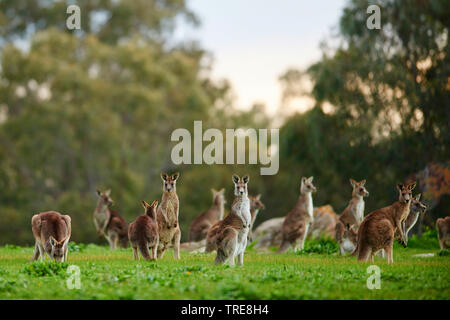 Orientale canguro grigio, grigio orientale canguro, grande grigio Canguro, forester kangaroo (Macropus giganteus), gruppo vigilante in un prato, Australia, Victoria Foto Stock