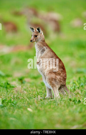 Orientale canguro grigio, grigio orientale canguro, grande grigio Canguro, forester kangaroo (Macropus giganteus), PUP, Australia, Victoria Foto Stock