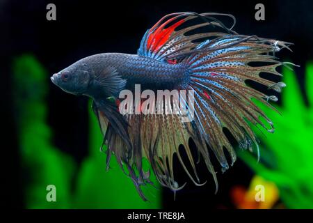 Siamese fighting fish, Siamese fighter (Betta splendens Crowntail Rame Rosso , Betta splendens Crown tail rame rosso ), razza nera Crowntail Foto Stock