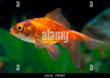 Goldfish, carpa comune (Carassius auratus), in acquario Foto Stock